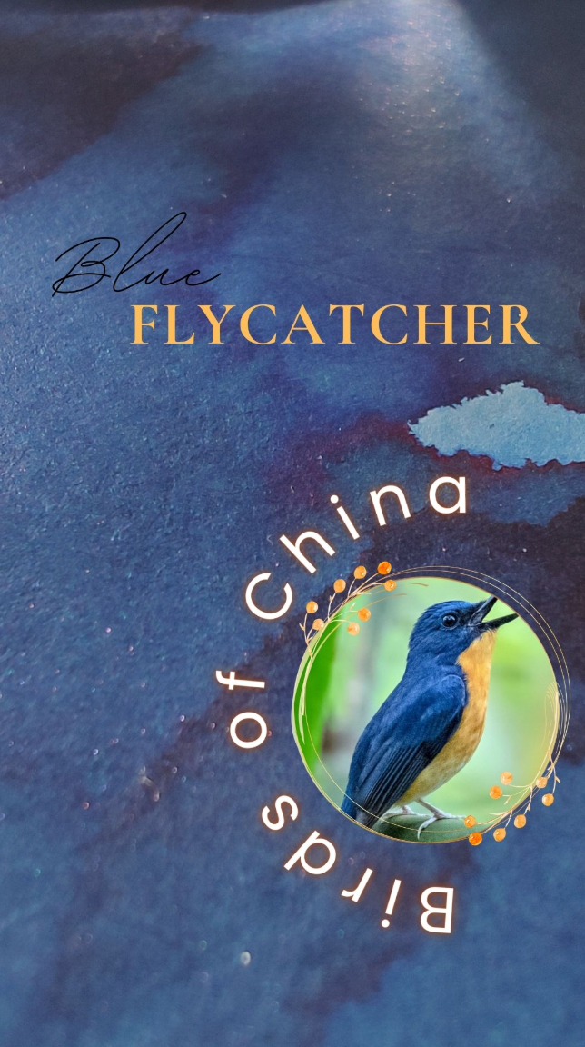 Shanghai Stationary - Blue Flycatcher - Shimmer
