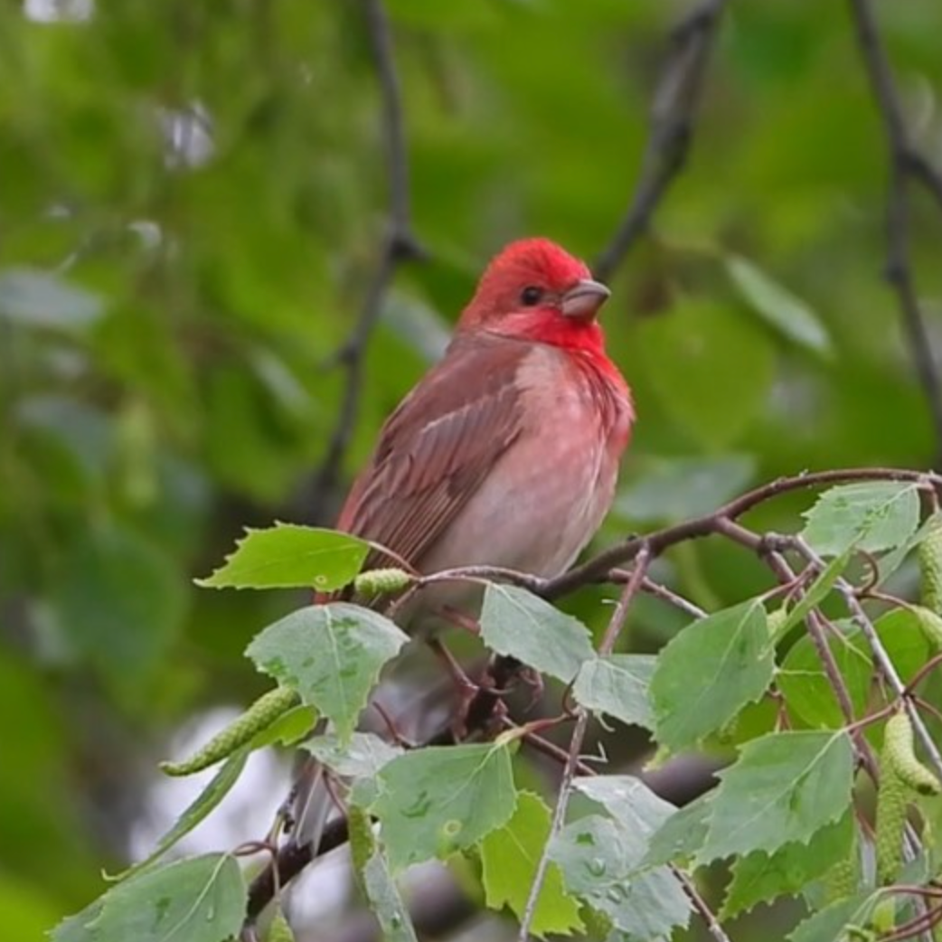 Shanghai Stationary - Rosefinch - 50 ml