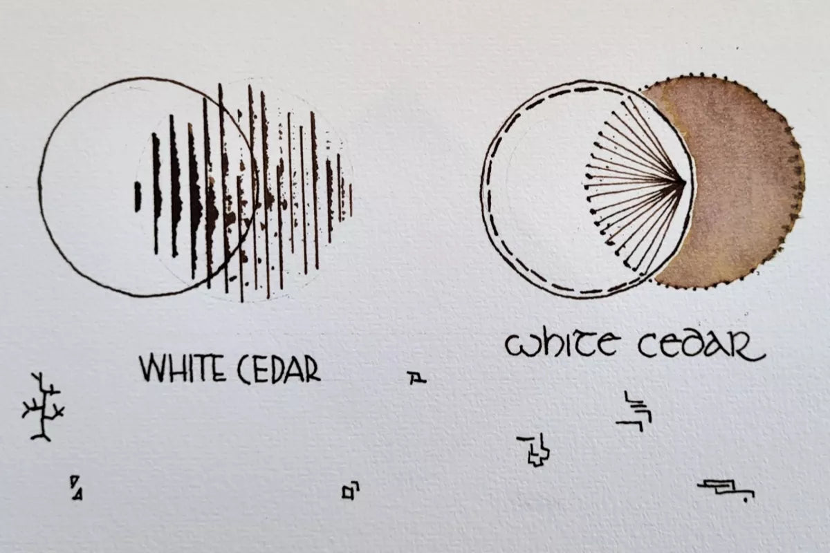 Shanghai Stationary - White Cedar